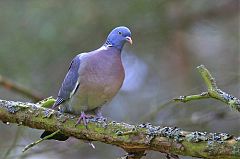 Common Wood-Pigeon